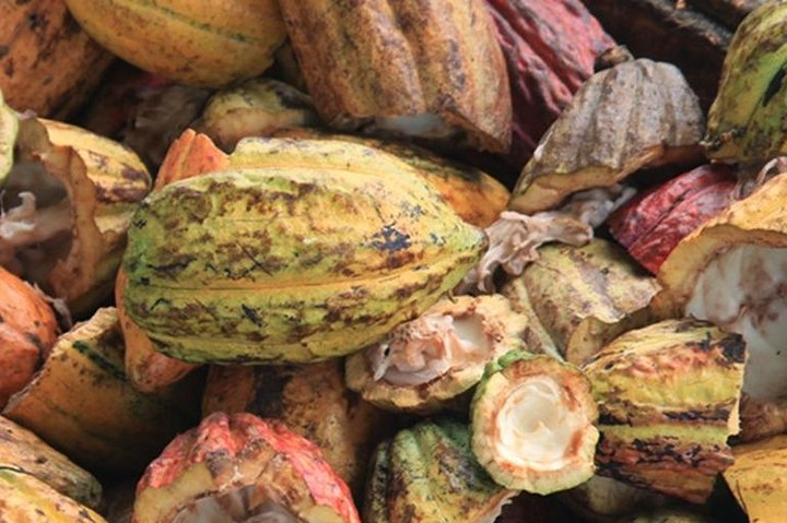 Cacao Road Excursion : plantations, processes, tasting and more - Photo 1 of 13